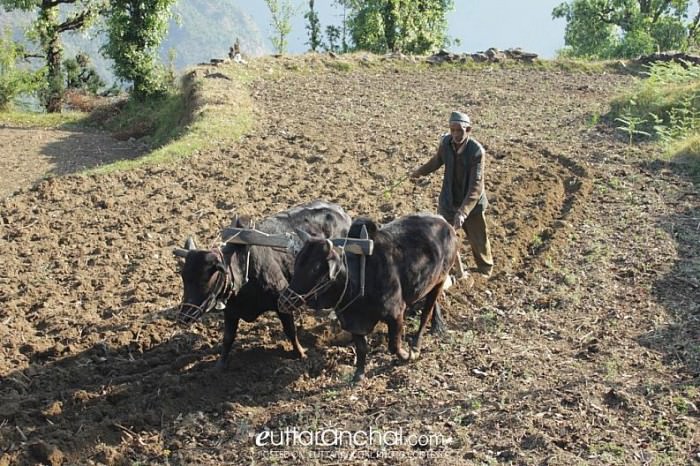 Reviving agricultural productivity in Uttarakhand