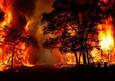 Possible Reasons Behind the Forest Fire of Uttarakhand, What’s Your Take?